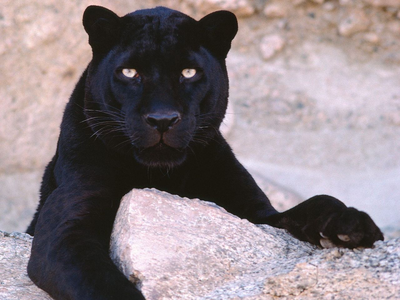 dark_look_black_leopard.jpg
